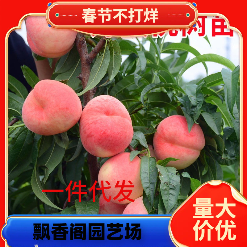 桃树果苗嫁接苗盆栽地栽南方北方种植水蜜桃苗冬桃当年结果桃树苗