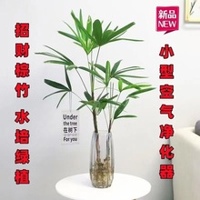 竹招财净化空气棕竹植物花卉盆栽平安竹绿植办公室水培室内除甲醛