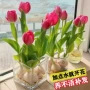 四季植物水培盆栽花苗