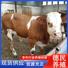 改良西門塔爾肉牛苗 西門塔爾牛活體肉牛犢價格 懷孕母牛養殖場