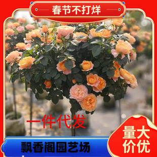 һ�����l�����ǘ䘶�¼������ش󻨝�������õ����̨ͥԺ���ܶ�