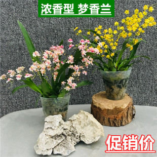 �����m���Ԏ������_����������m���������m�����m�k��������Gֲ