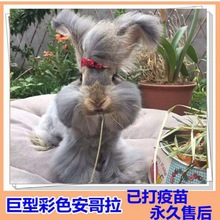 宠物兔活物彩色安哥拉垂耳凤眼海棠侏儒猫猫金吉拉兔子长不大