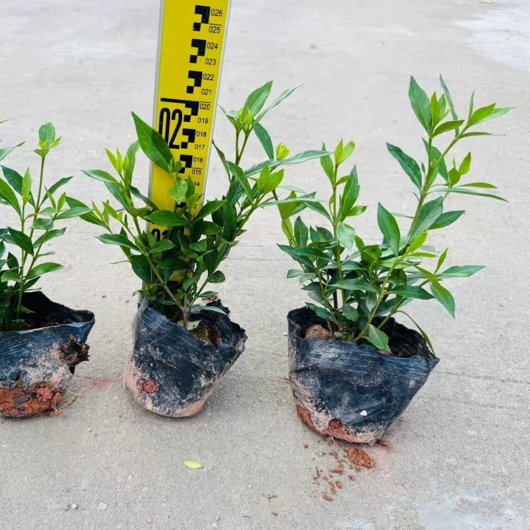 Поставка саженцев гардении: малолистной, крупнолистной, в чашечках.