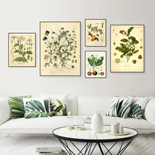 跨境热销种子植物种类结构解剖教学挂画客厅卧室海报帆布装饰画芯