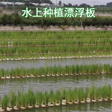 eva种植板 水稻漂浮板 蔬菜种植海绵穿孔材料鱼菜共生定植板