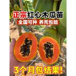 四季木瓜果树果苗冰糖红心水果木瓜特大苗果树庭院南北方种植盆栽