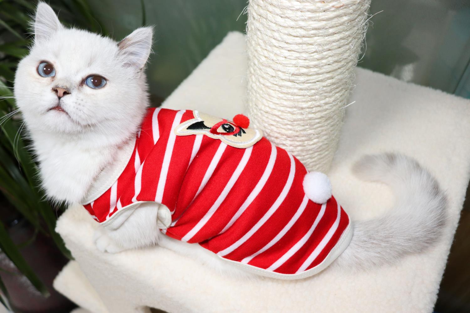 Casual Cloth Color Block Pet Clothing display picture 2