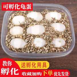 草龟蛋受精龟蛋可孵化乌龟蛋宠物蛋受精蛋可孵化小乌龟蛋花龟蛋