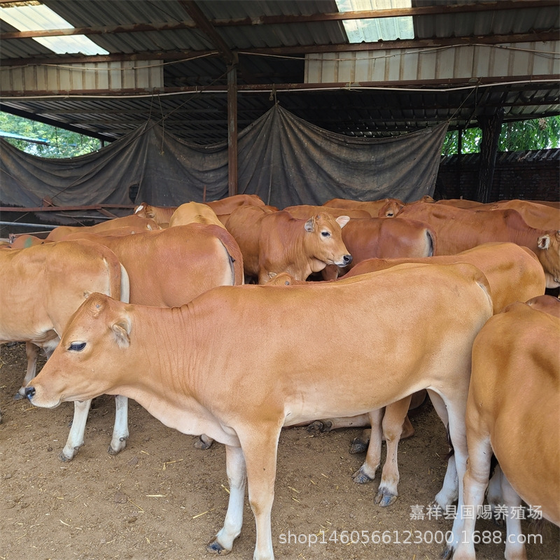 牛犊 鲁西黄牛小牛苗 杂交小肉牛犊 湘西怀化黄牛养殖场