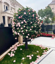 һ�����l�ߗU�����軨������ɫ�൤С��ͥԺ�G����ľ���԰����ǝ�