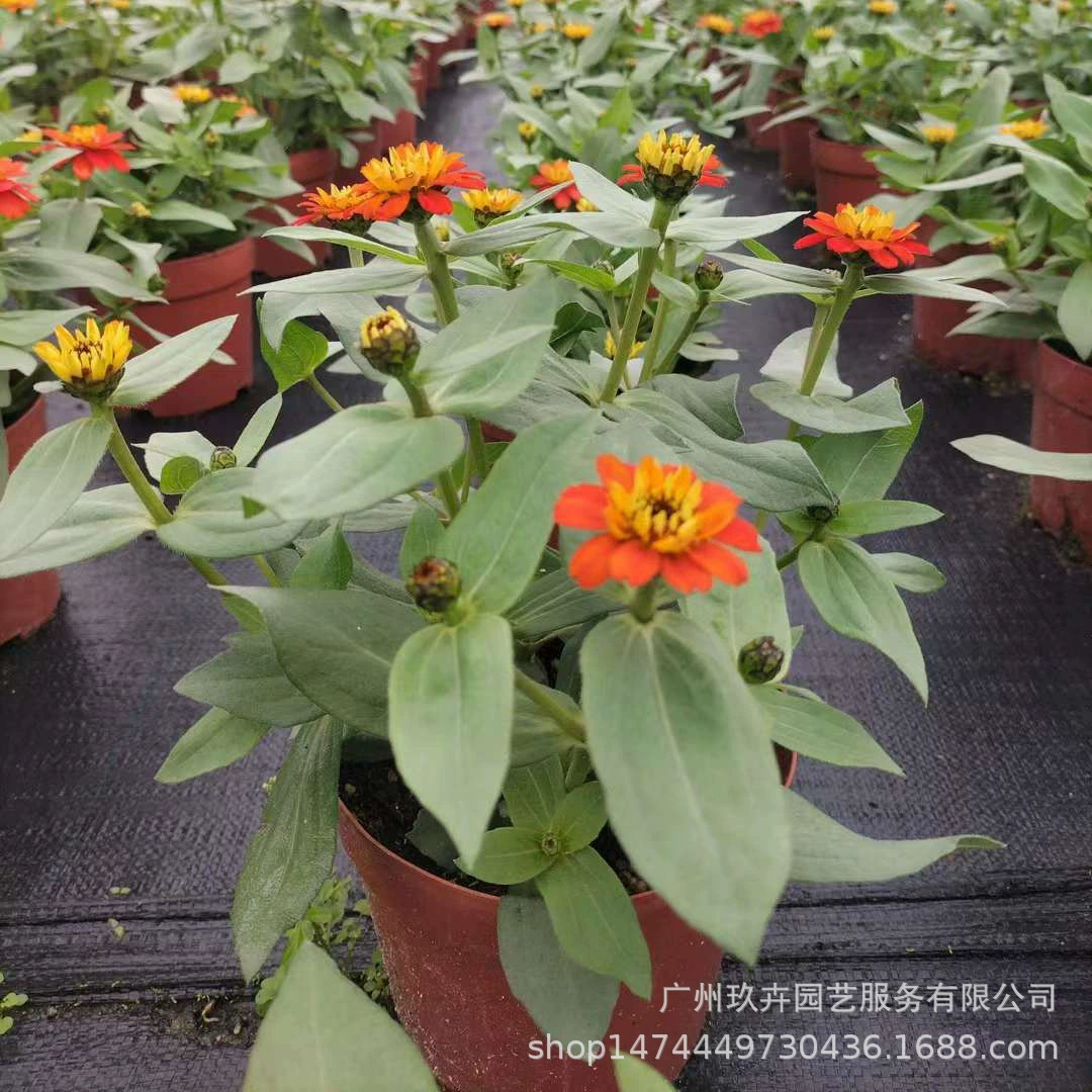 Одногодичные или многолетние травянистые наземные саженцы садовые озеленение растений Си Ян толерантность