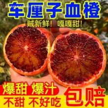玫瑰血橙意大利品种塔罗科红橙新鲜果冻欧坎食品批发零售绿色食品