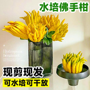 ˮ�B��֦�������ָ��҃�ˮ��ֲ�����r���ֹϾGֲ���Բ廨�^�p��