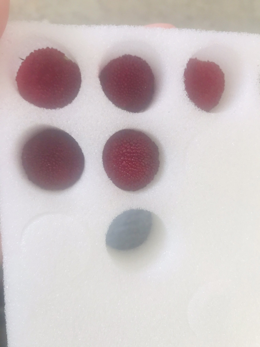 厂家供应杨梅35枚缓冲快递包装泡沫/白色海绵杨梅包装海绵