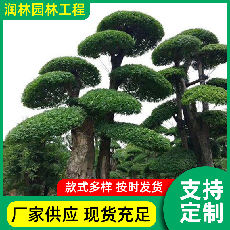 四季常青园林观赏风景对节白蜡树造型庭院别墅对节白蜡乔木树苗