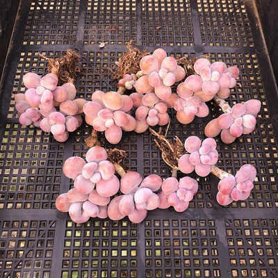 양쪽 끝이 있는 복숭아 알 2개