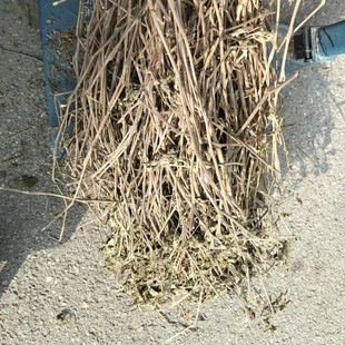 �V޽�む�ӏV޽����ș�Ƭ�в�ș��ץ��V޽���~��޸��޽�㹣