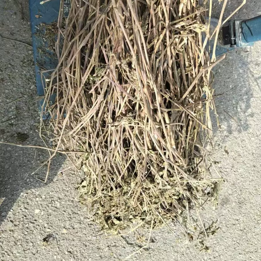 广藿香个子广藿香中药饮片中草药材抓配广藿香叶香薷草藿香梗