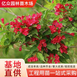 红王子锦带花苗道路工程绿化绿蓠植物耐寒庭院四季种植锦带花苗