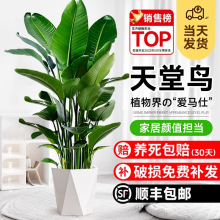 天堂鸟盆栽绿植室内大型客厅植物落地真禄植花卉办公室鹤望兰旺宅