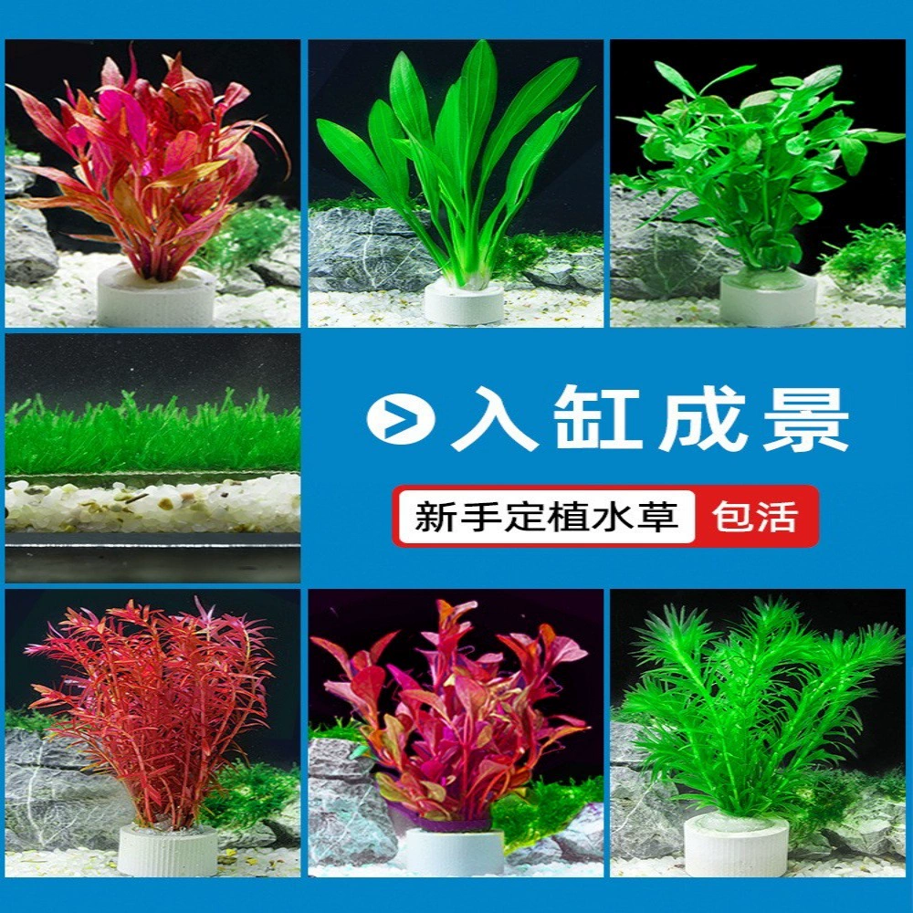 Пакет для ландшафта аквариума с водяными растениями отрицательный водный фикус