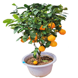 ��ۘ䎧������҃ȿ͏d�����^��ֲ����٘��辰�^���_�I�ͶY���