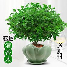 ����ľ���Է���òݺ���ľ�Gֲ���ļ����B�҃Ȼ��ܾ���������辰