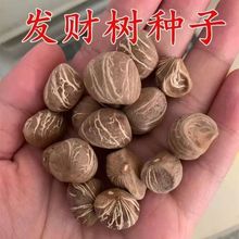 �lؔ��N�Ә�N�ӽ��X��N���ļ��׷N��ͥԺ�̨���Ի��ܷN��