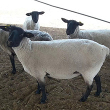 黑頭杜波羊行情黑頭杜波羊小羊苗改良杜波羊養殖杜波綿羊出場價格