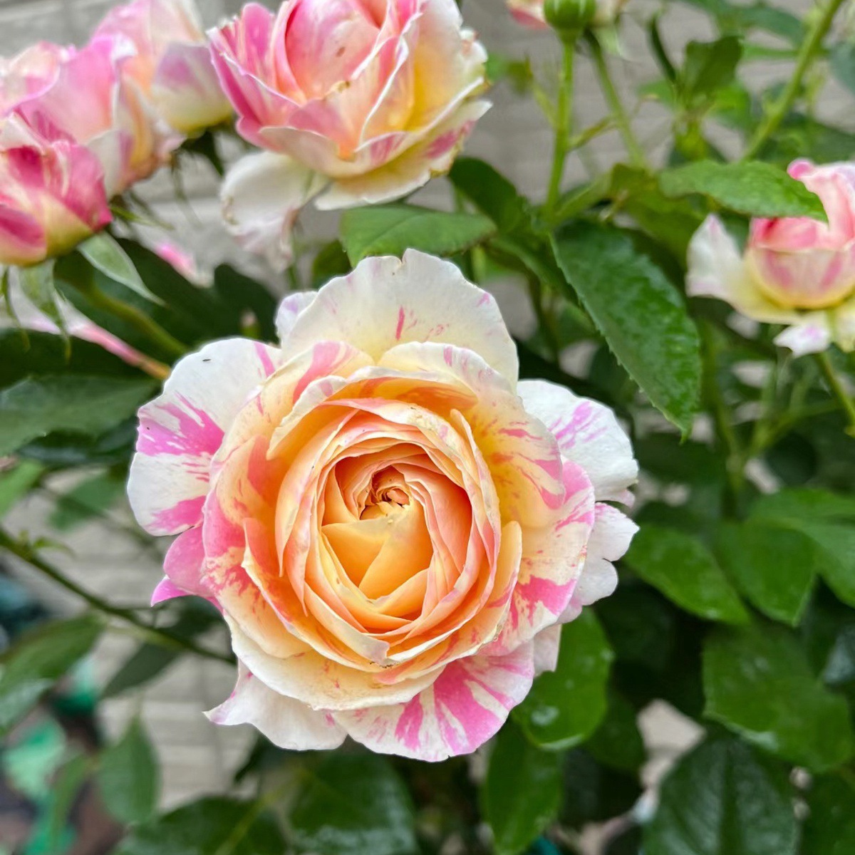 모네【큰 꽃 향기】작은 묘목