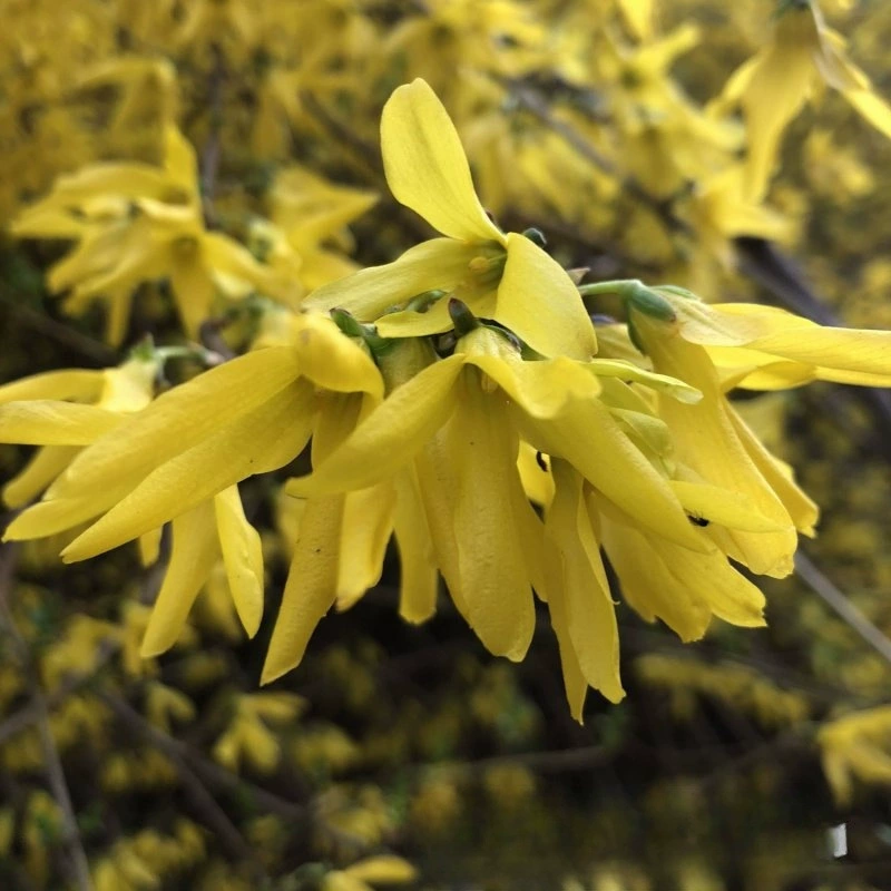 Форзиция Суспенса Рассада База Gehuang Tiger Lianqiao Рассада Голый корень Рассада Дорожное озеленение Цветной блок Рассада