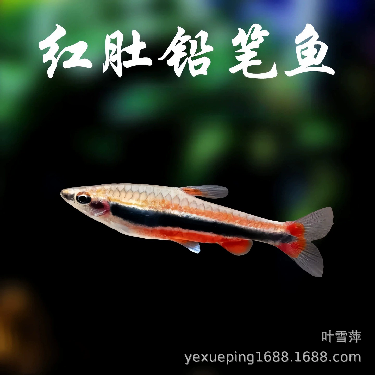 Красный живот карандаш рыба живая Золотая и серебряная лампа для стрижки хвост Рыбная группа плавательная Трава Аквариум рыба тропическая рыба декоративные рыбы рыболовная ферма оптом