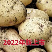 2022年貴州威寧洋芋黃心土豆高山馬鈴薯當季新鮮農家自種