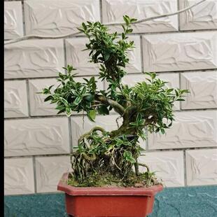 June Snow Green Plant Potted Plant Flower with Golden Edges June Snow Old Stump Rooted Indoor and Outdoor Balcony Tree Stump Bonsai