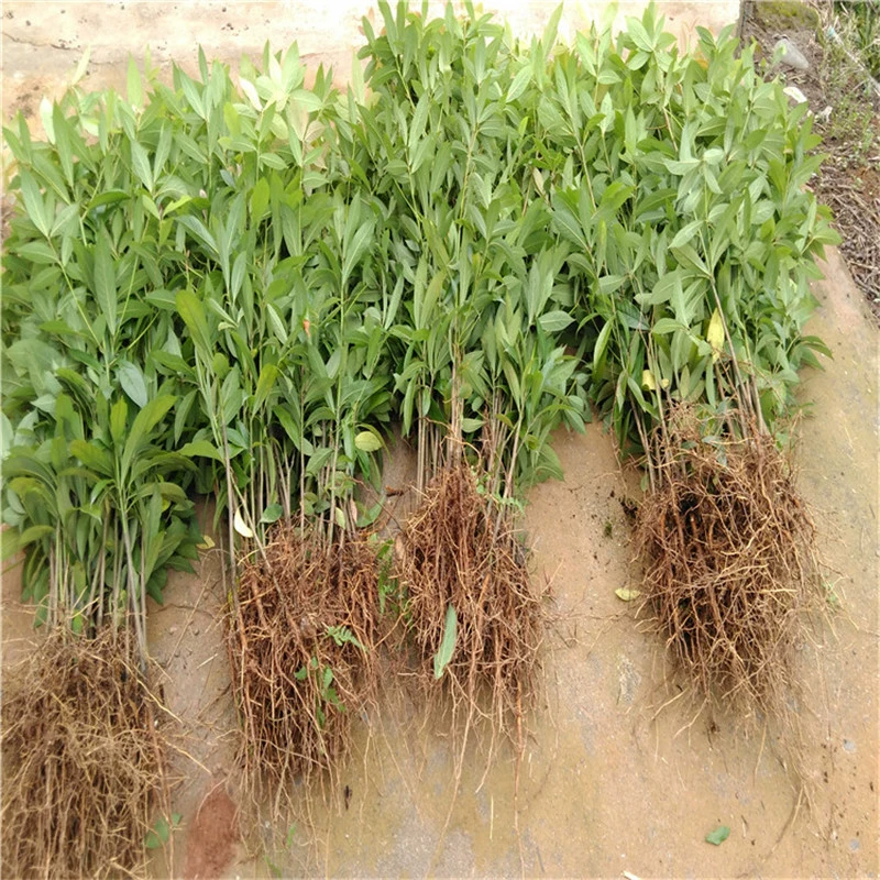 База Оптовая Золотая рассада Нана Облесение Экономическая рассада Дин Нан Водная рябь Маленький лист Фиби Неанус Рассада Озеленение рассады