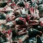 水库雄鱼头冷冻食材餐饮新鲜鱼头现杀现宰冰鲜鱼冷链发货