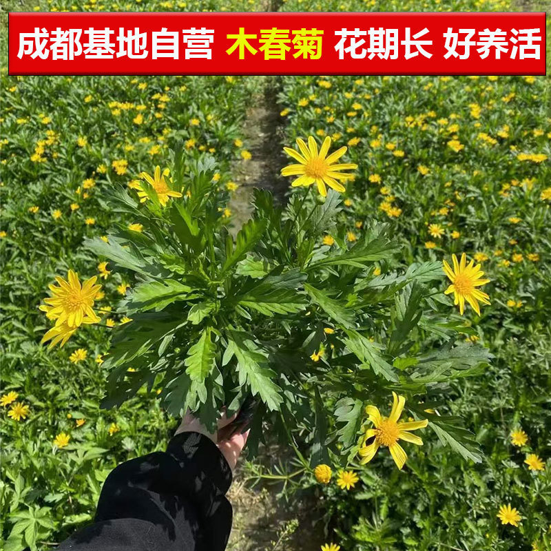 茼蒿木春菊黄金菊苗四季开花易活阳台多年生庭院室外花卉