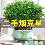 精品正宗清香木胡椒木盆栽驱蚊驱虫四季常青室内好养盆栽花卉绿植