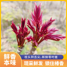 r^㴻ѿ¶^㴻ѿĴرraجFժFll