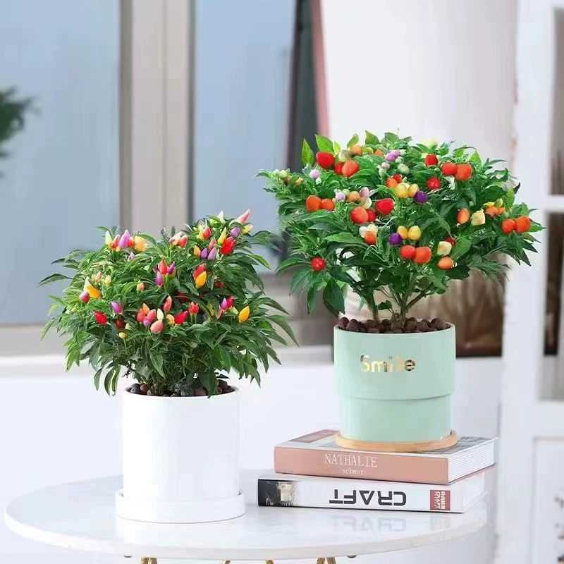 Пять Цветных Перцев Горшечные Саженцы Съедобные Перцы Красочные Перцы Маленький Перец Балкон Красочные Фрукты Крытый Зеленый Посадка