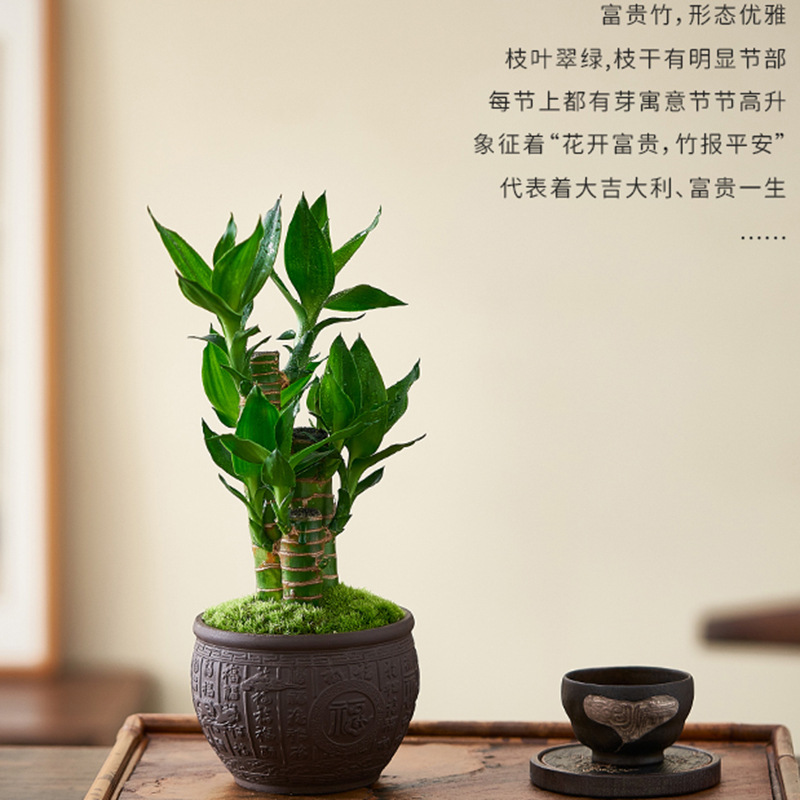 Fugu bamboo chamber plants