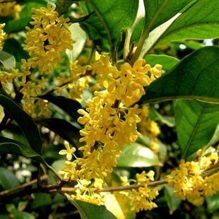 Jianye Osmanthus Muxu Wholesale Garden Fragrance Plant Potted Hotel House Courtyard Greening Flower Base Manufacturer