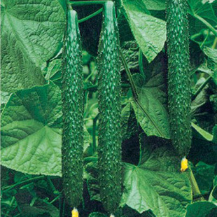 Spiny Cucumber Seeds, Fruit Cucumber Seeds, Golden Boy and Girl Mini Cucumber Seeds, Multi-Season Garden Vegetable Color Pack