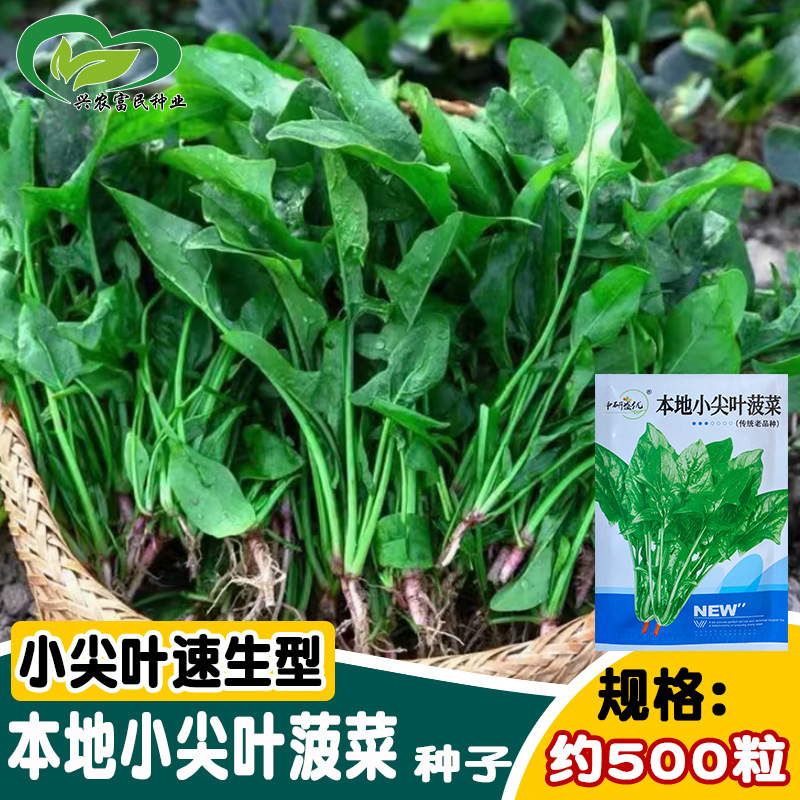 Yanyou Local Small Pointed Spinach Seeds Old Varieties Four-Season Small Vegetable Garden Farm Fast-Growing Red Root Spinach Seeds