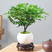 清香胡椒木盆栽迷你驱蚊草植物室内花卉客厅办公室四季桌面小绿植
