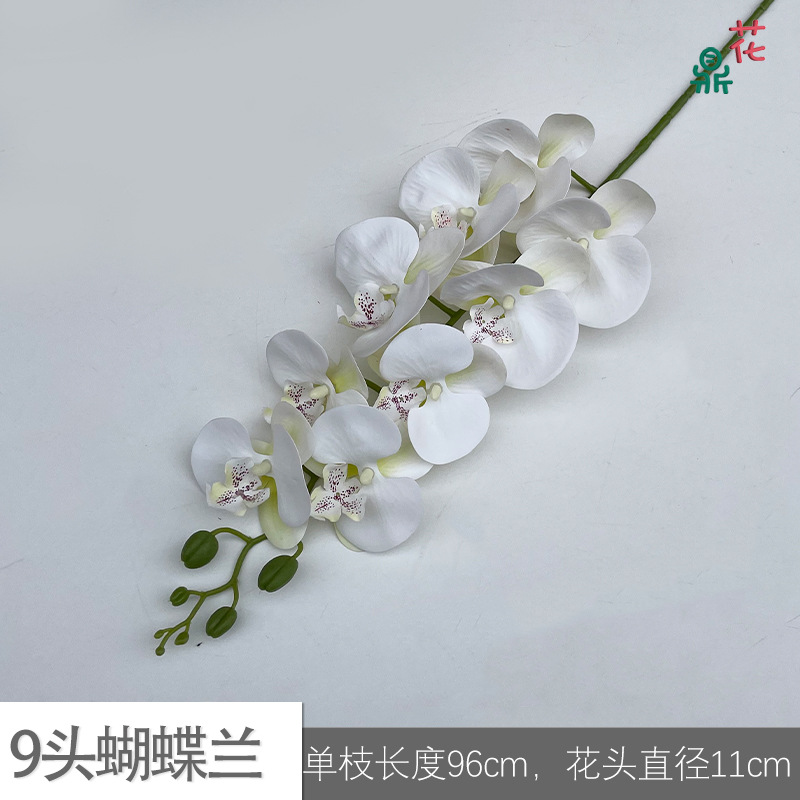9 phalaenopsis GFG #43 그린 코어 화이트