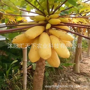 ��������ľ�ϷN�ѳ����۹ϷN���ļ����׷N�ˈ@ͥԺˮ��ľ�ϷN��