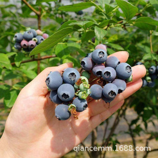 �{ݮ�������Ϸ������ļ��̨ˮ����NֲͥԺ���N������箔��Y��