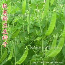 ܛ�v���m���N�Ӵ������ļ����N���v�˶��㶹���ǷN���r���߲˷N��